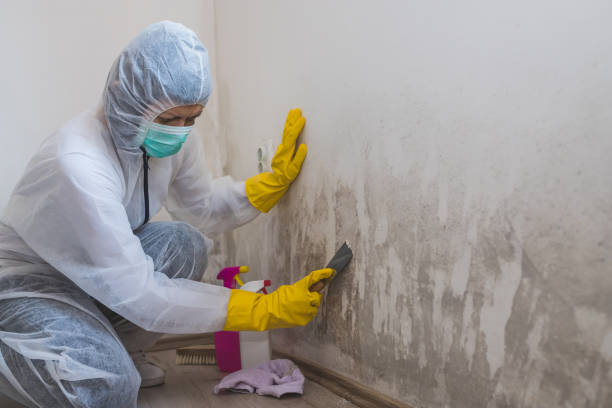 Mold Removal and Inspection in Westwood, MI