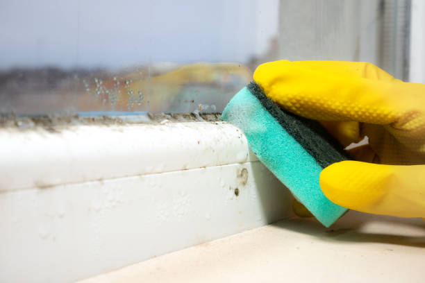 Best Local Mold Removal Service  in Westwood, MI