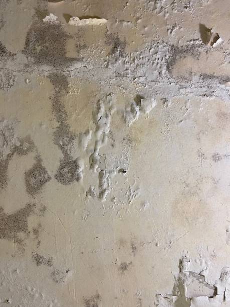 Best Professional Mold Removal  in Westwood, MI