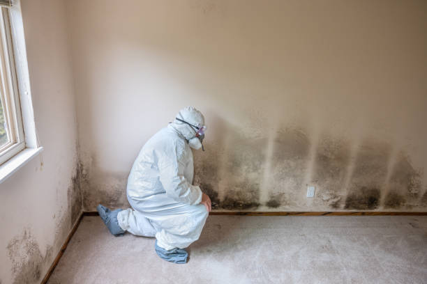 Best Fast Mold Removal  in Westwood, MI
