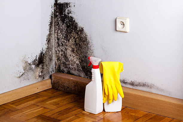 Best Best Mold Removal Companies  in Westwood, MI