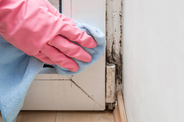Best Emergency Mold Removal  in Westwood, MI